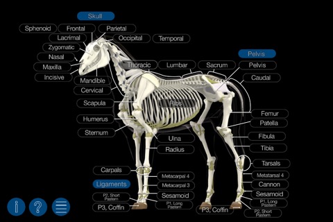 Horse Anatomy: Equine 3Dのおすすめ画像2