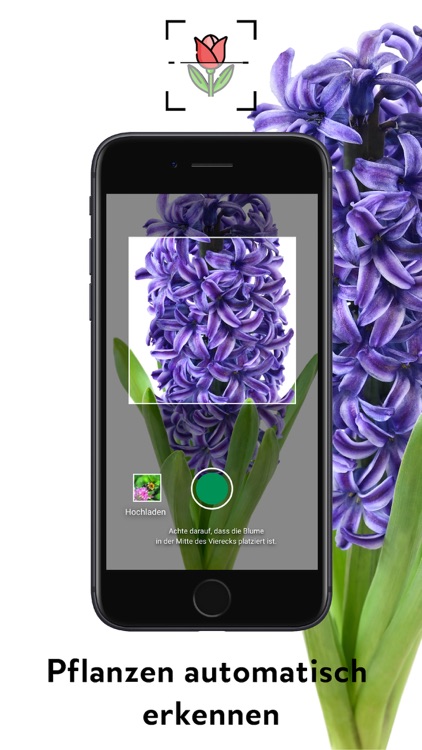 FlowerCam Gartenblumen kaufen