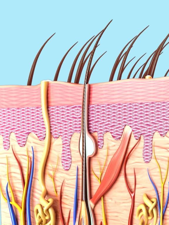 Screenshot #4 pour My Skin Anatomy