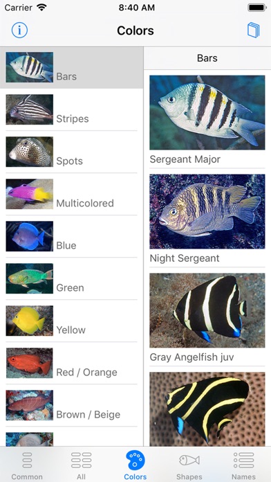 Easy Fish ID Caribbean Screenshot