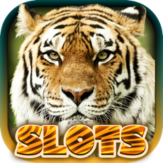 Activities of Wild Tiger Slots Machine Games