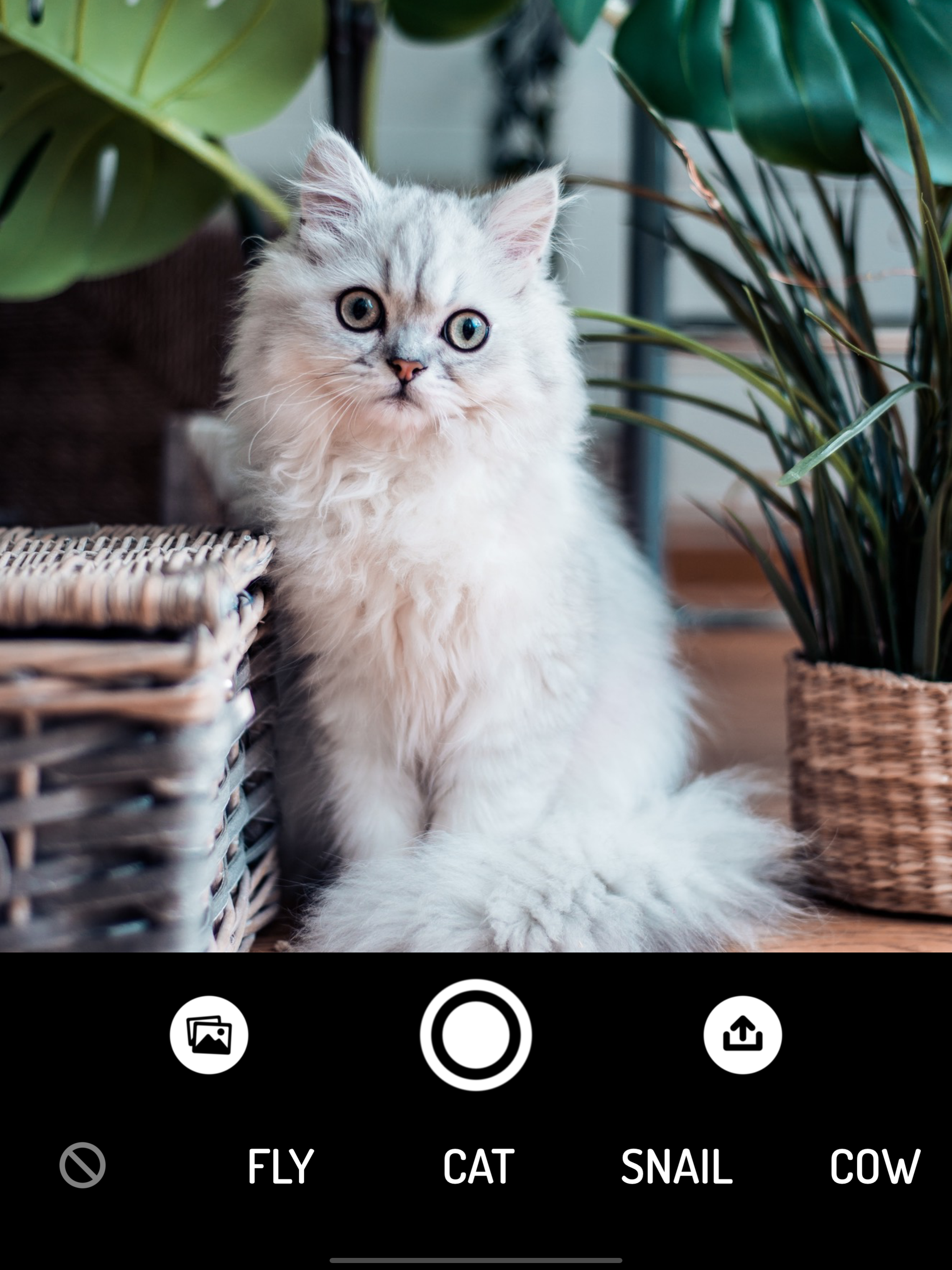 How do Animals see? - Camera