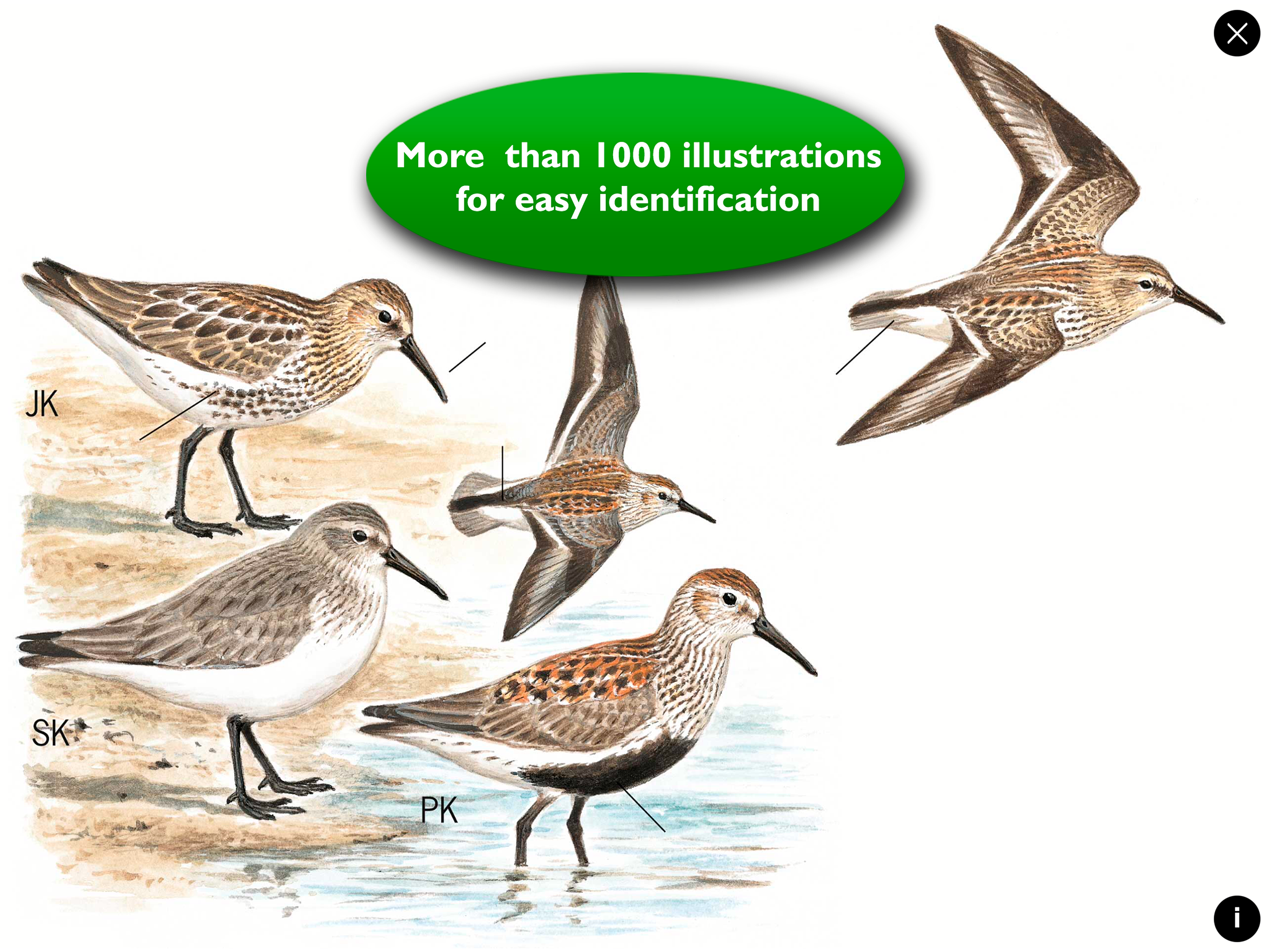Birds of Europe Guide