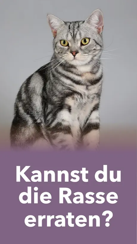 Katze - meine deine tierwelt