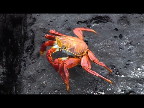 Video Touch - 海洋生物のおすすめ画像5