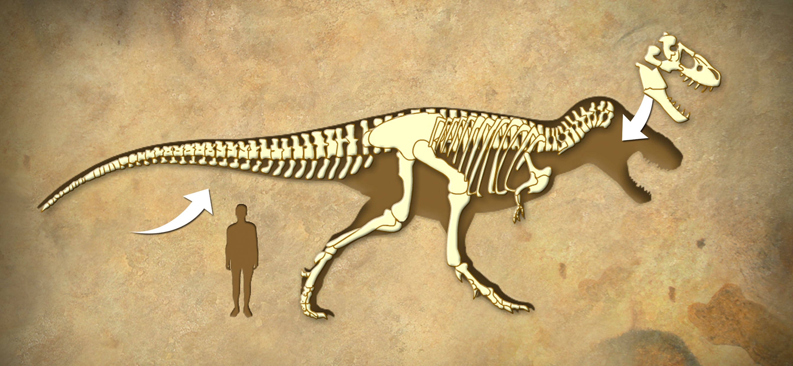 Dinosaur & Fossils for kids