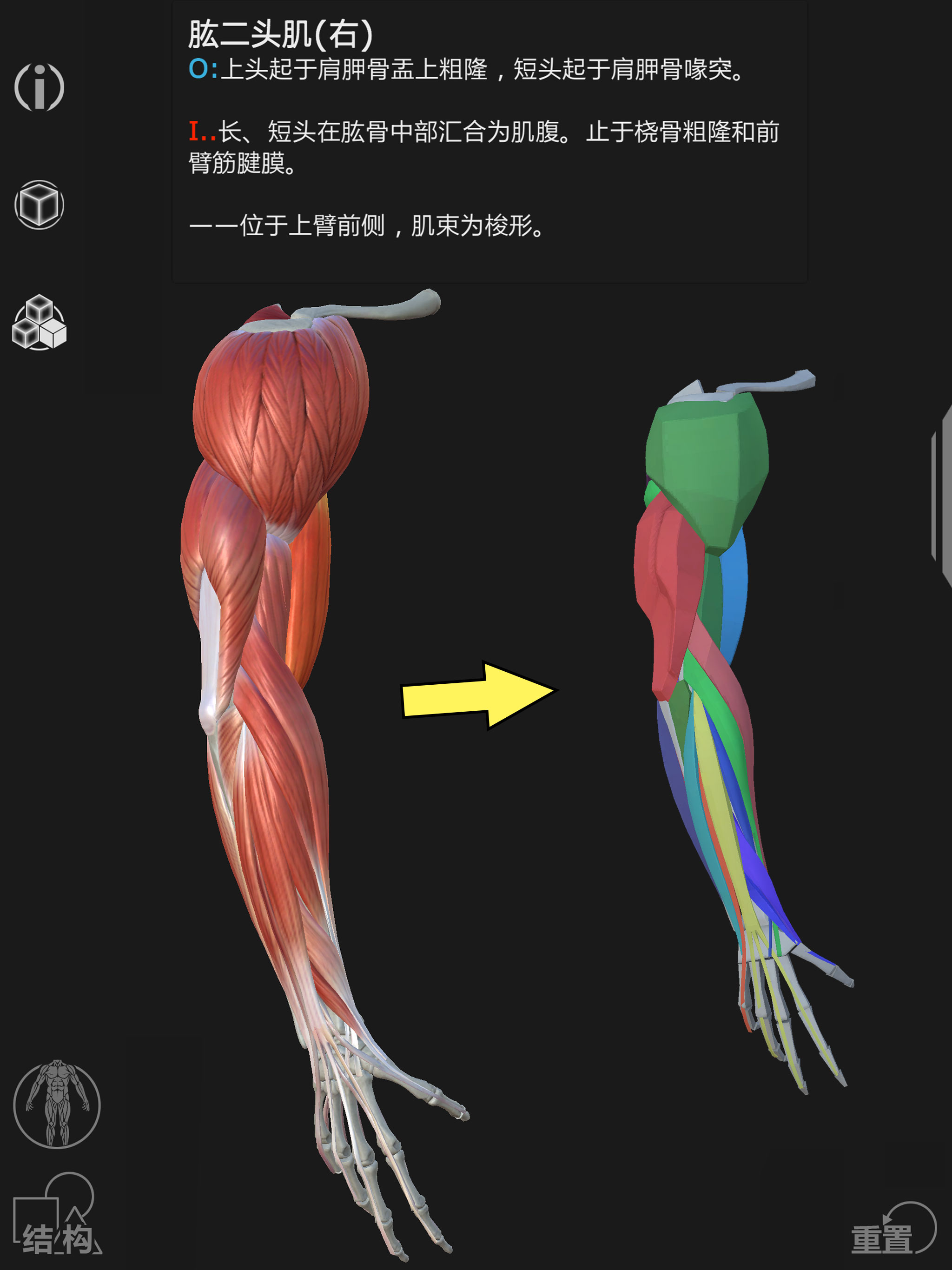 Artist's Anatomy