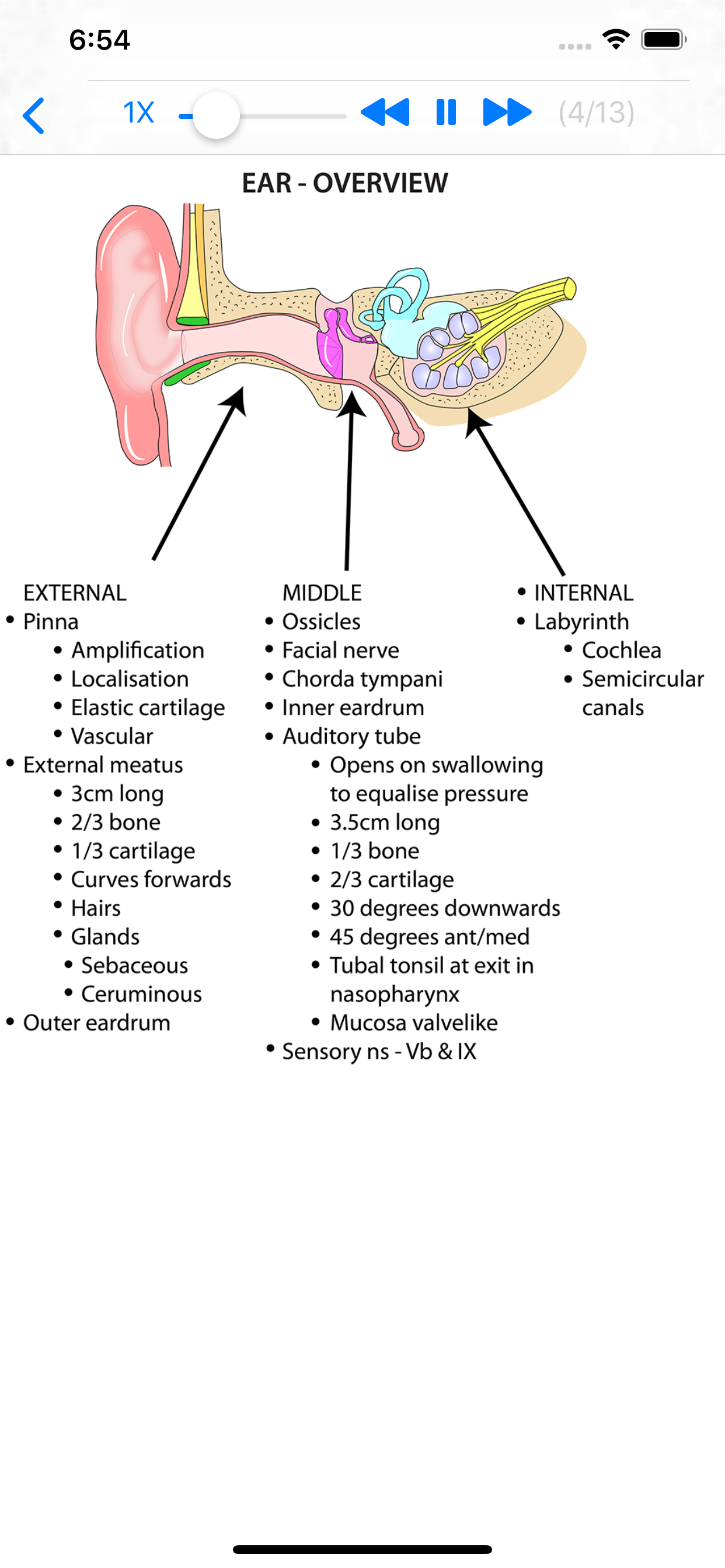 Anatomy Lectures Head and Neck