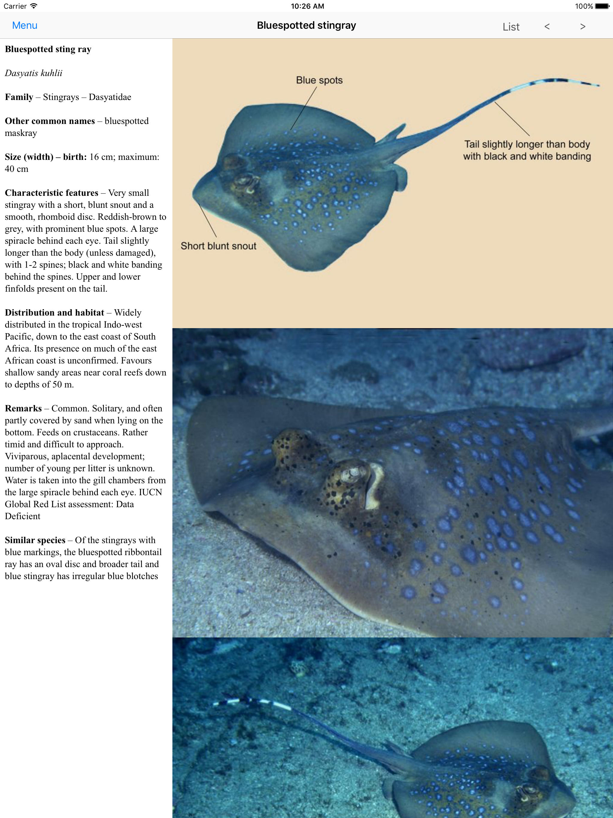 eGuide to Sharks and Rays screenshot 7