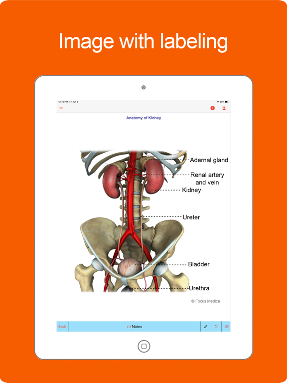 Screenshot #5 pour Silodal - Atlas of Nephrology