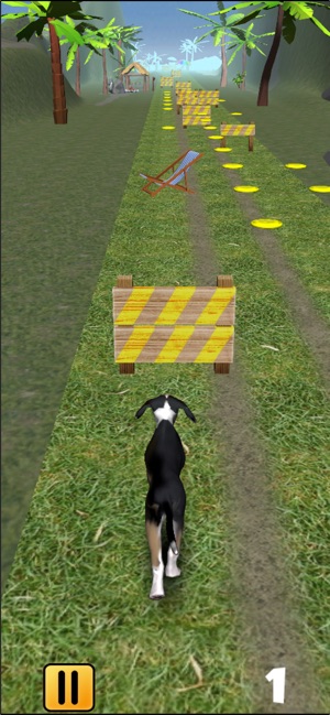 Run'n Fetch