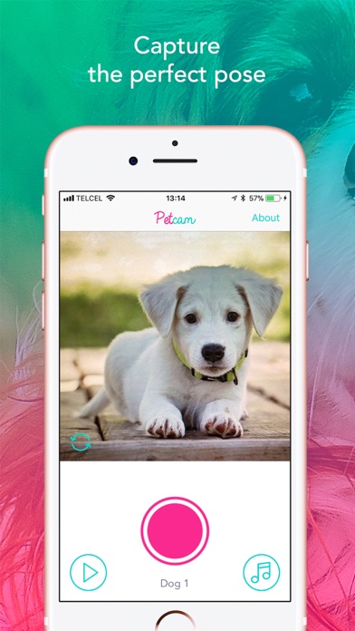 How to cancel & delete Petcam - Pet Camera from iphone & ipad 3