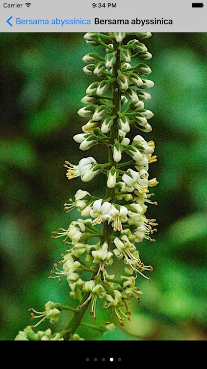 Useful Trees of East Africa screenshot-4