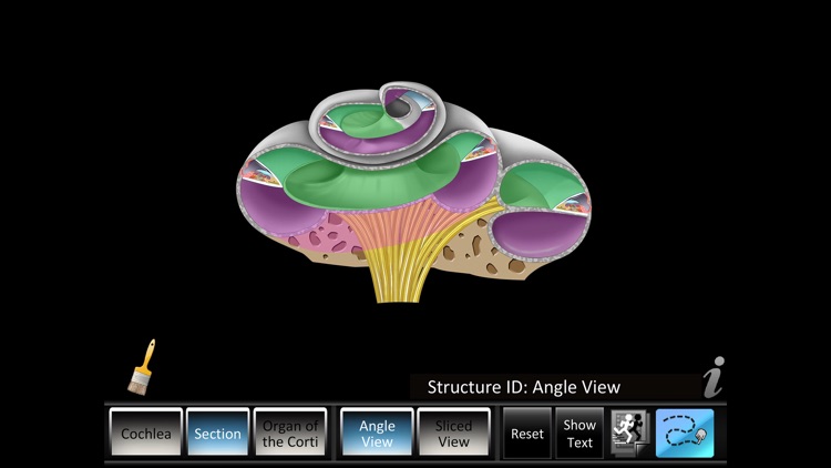 Inner Ear ID