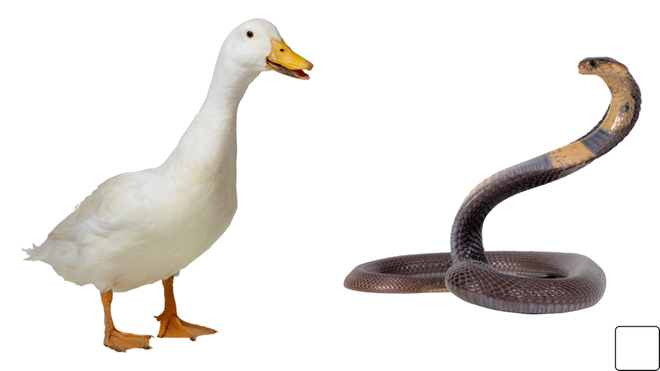 #8. Tap & Learn Videos (iOS) Bởi: Reuven Berman