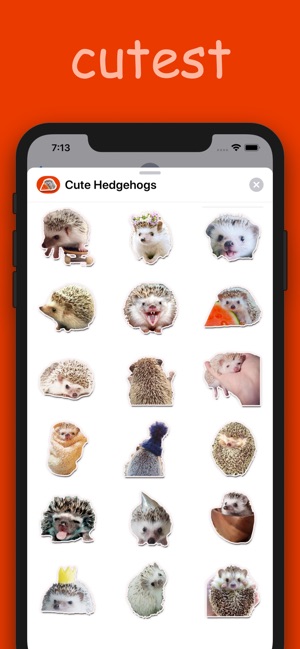 Cute Hedgehogs