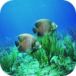 Under Water Sea HD Wallpaper