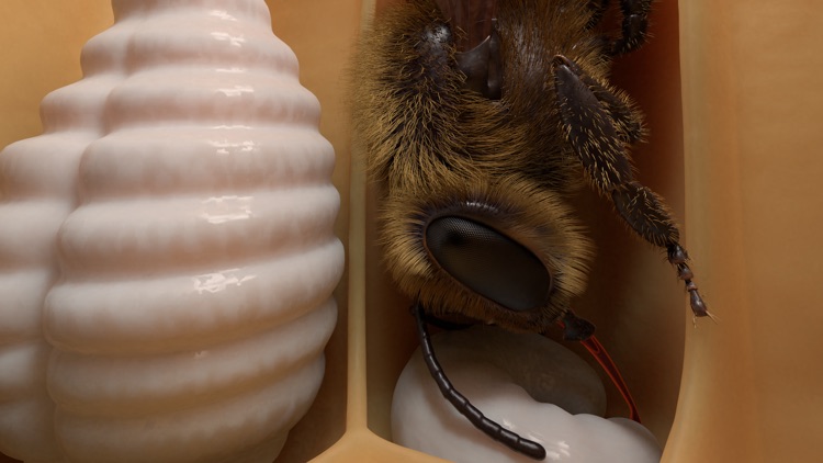 Honigbiene VR screenshot-3