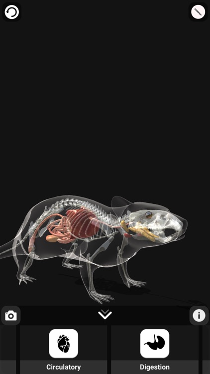 Rattus AR screenshot-3