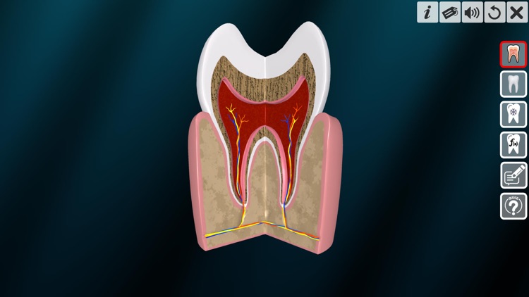 Incredible Human Teeth