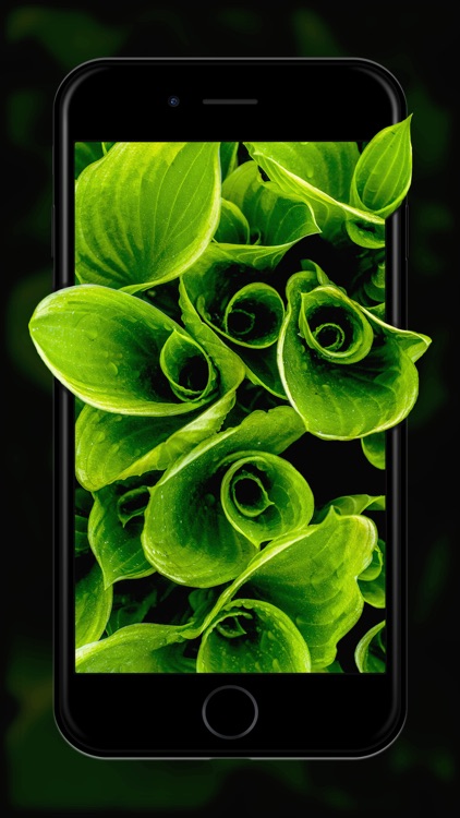 Live Wallpapers ·