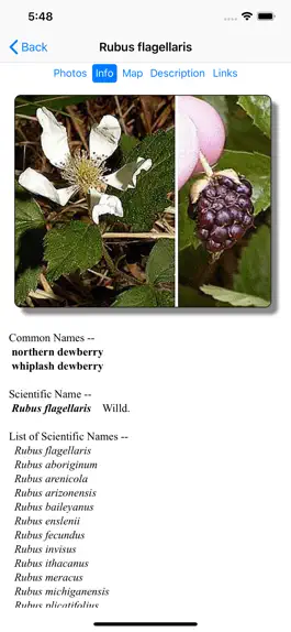 Game screenshot West Virginia Wildflowers hack