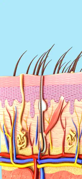 Game screenshot My Skin Anatomy mod apk