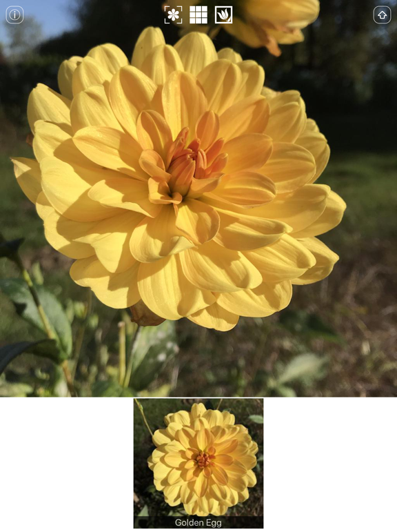 Screenshot #5 pour Instant Dahlia