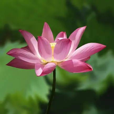 大悲咒 Читы