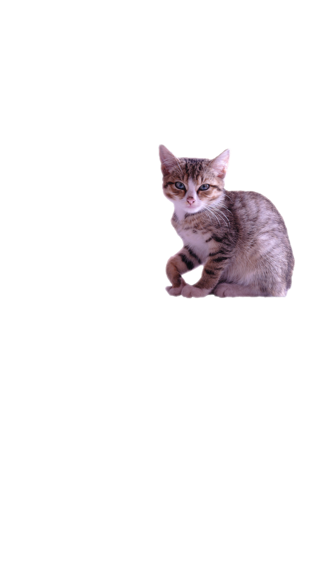 Screenshot #1 pour Attrape le Chat!