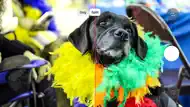 Dogs Eye Camera With VR iphone bilder 1