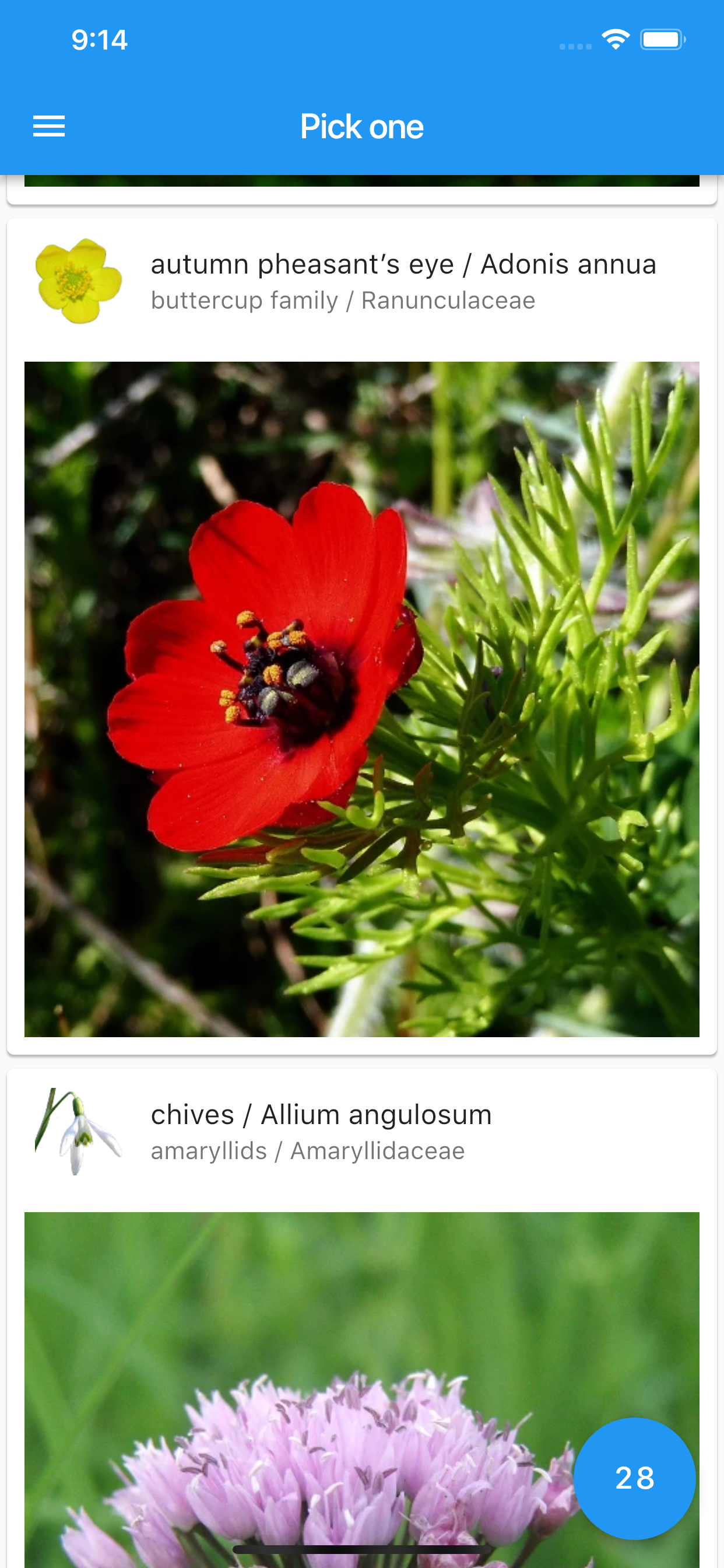 What's that flower?