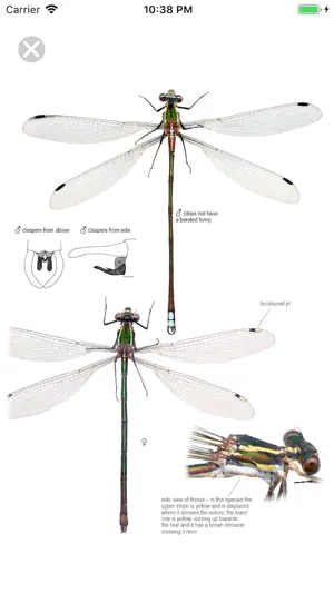 DragonflyPro screenshot 4