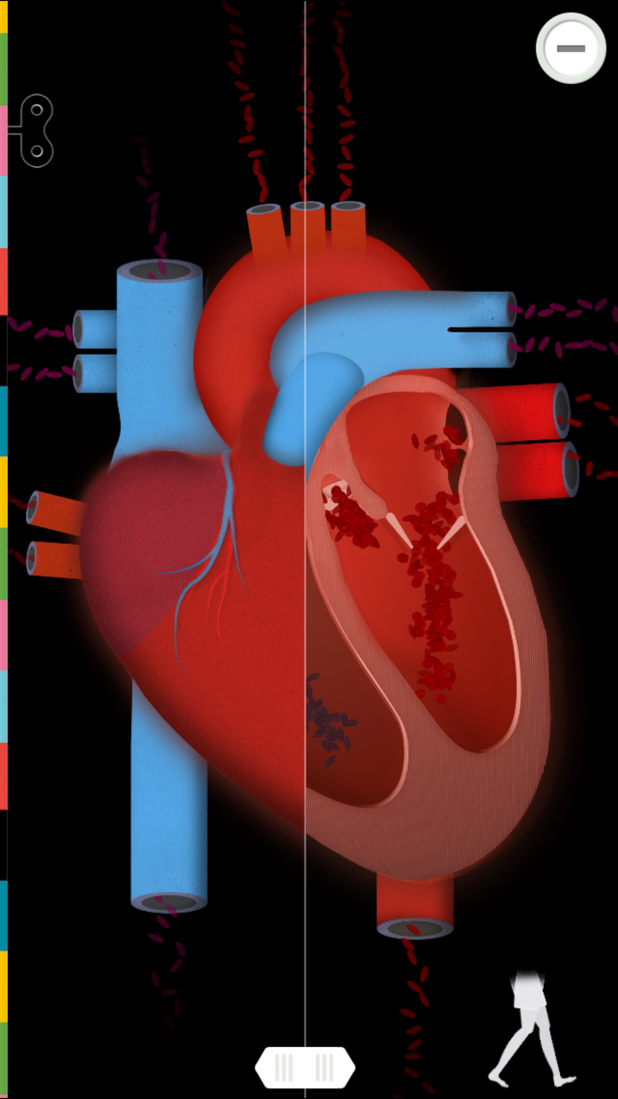 Screenshot do app O Corpo Humano por Tinybop