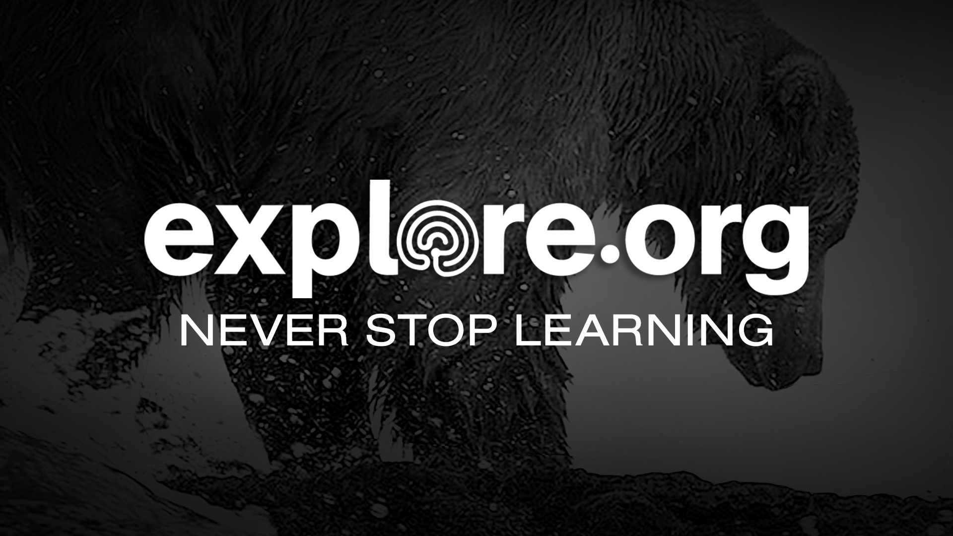 Explore.org: Live Animal Cams