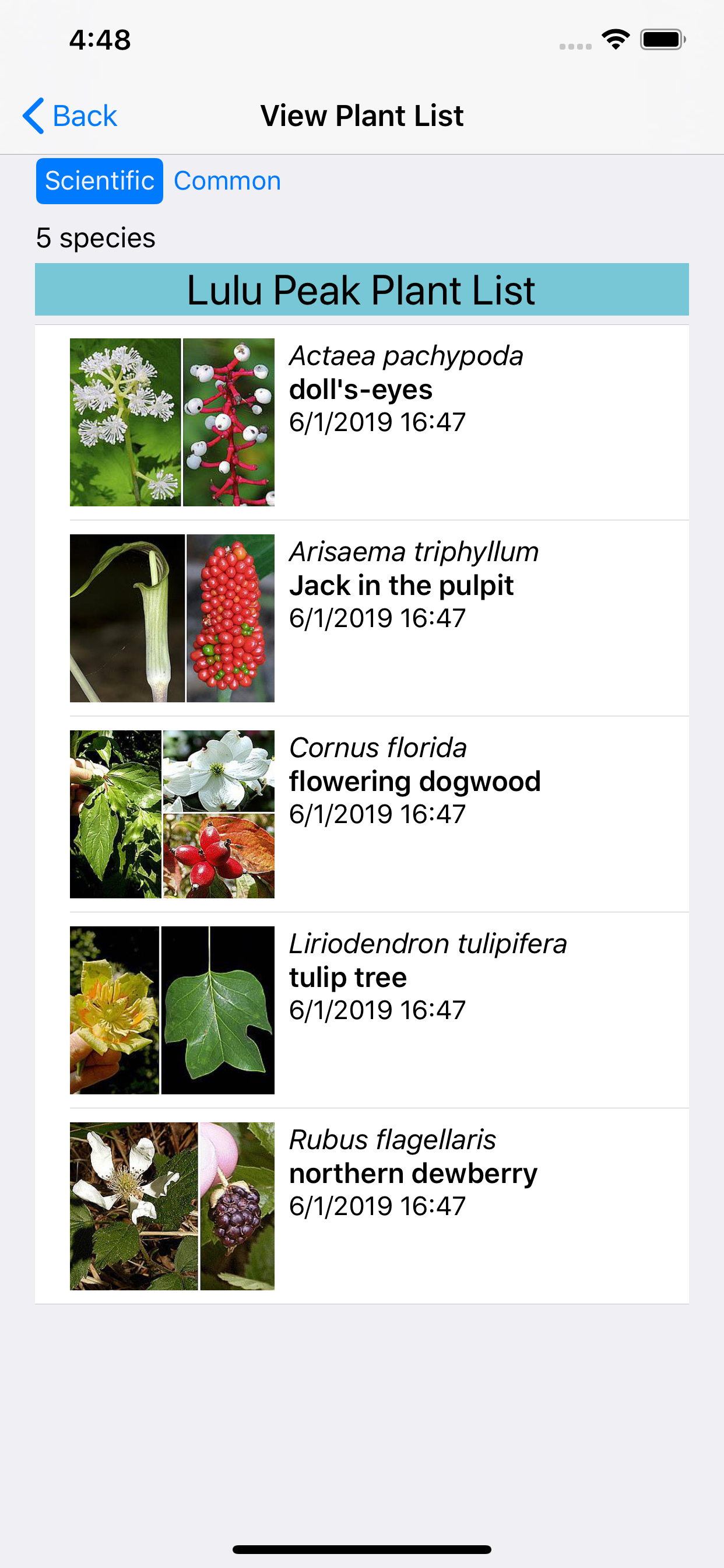 West Virginia Wildflowers