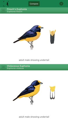 Birds of Brazil screenshot 2