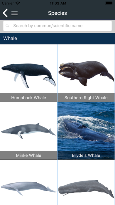 Marine Fauna sightings Screenshot