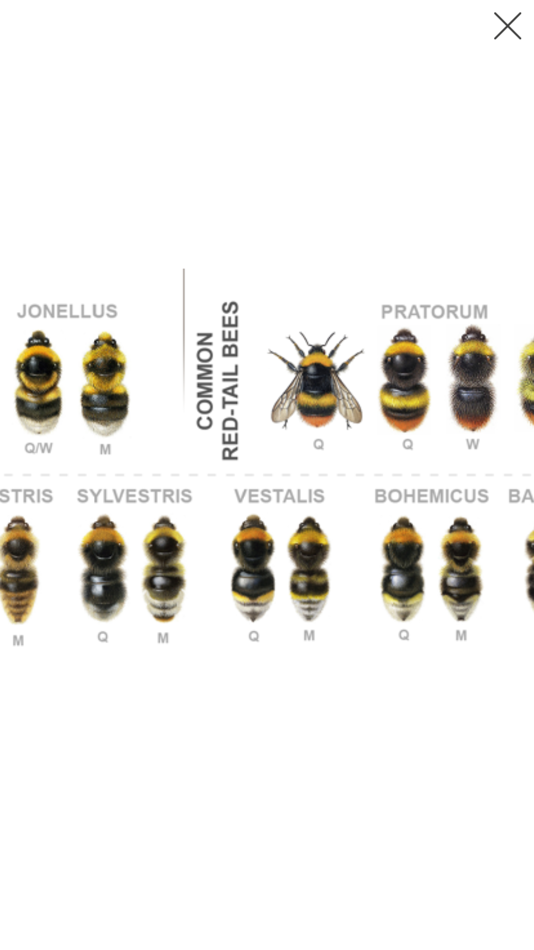 #5. British & Irish Bumblebees (iOS) 由: NatureGuides Ltd.