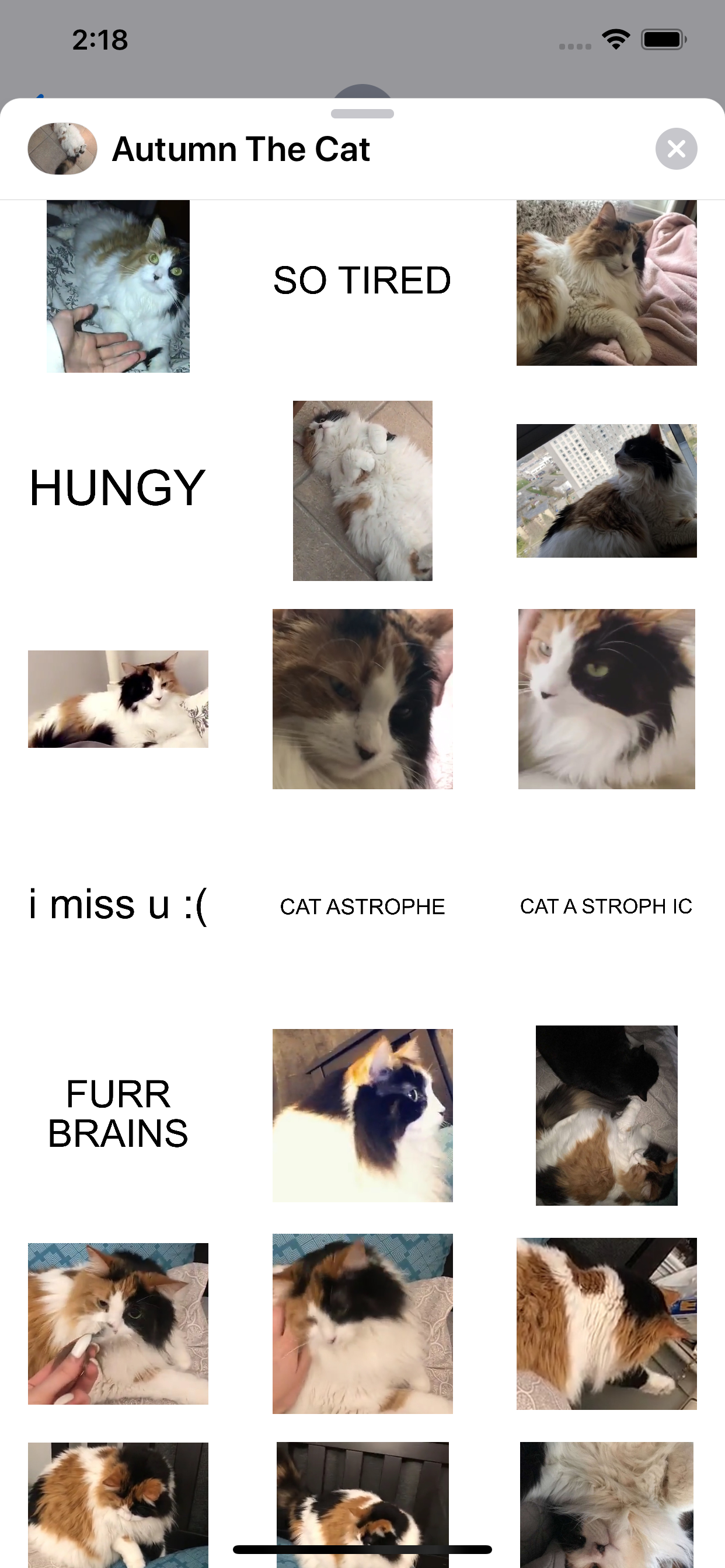 Autumn The Cat