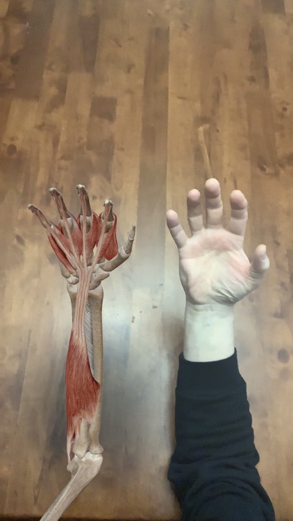 Muscles & Kinesiology screenshot-9