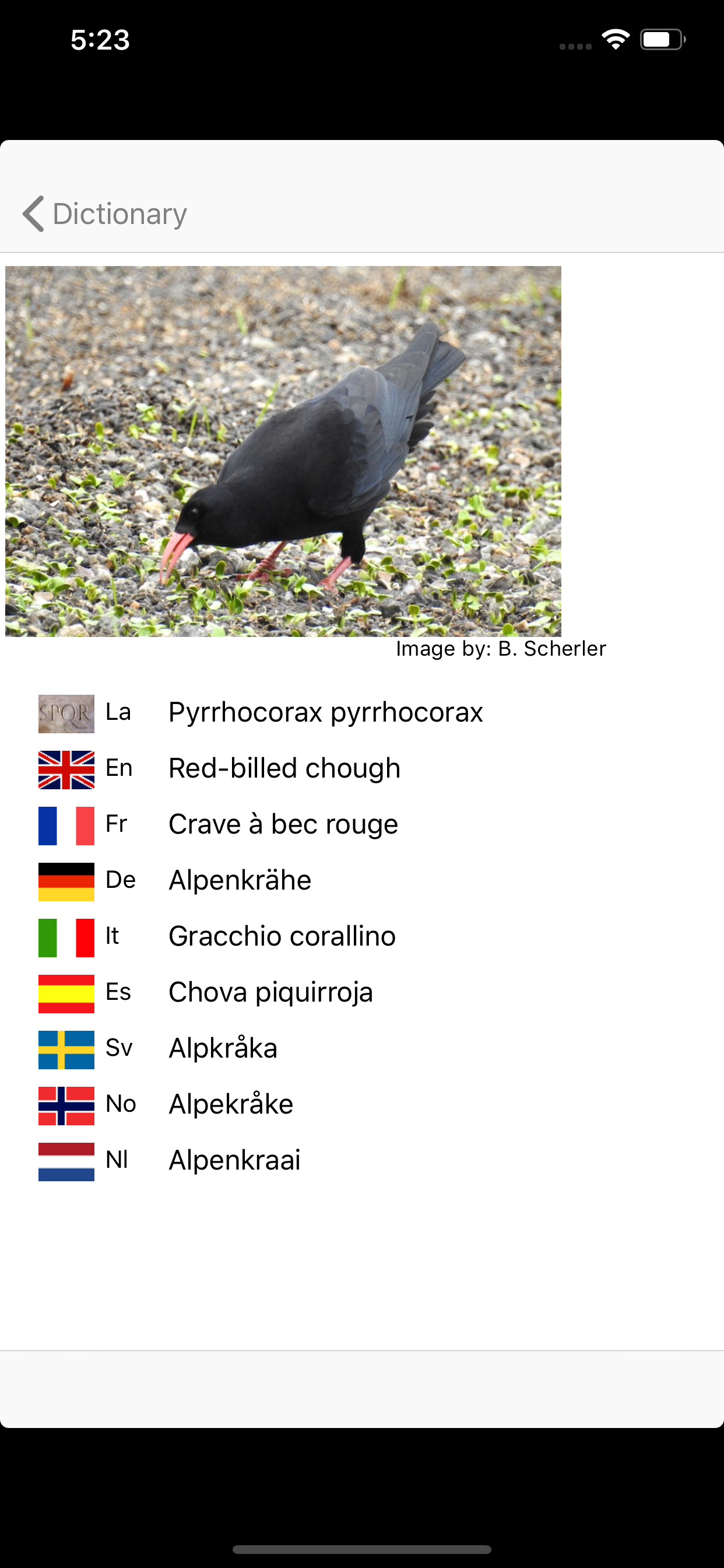 European Birds Names