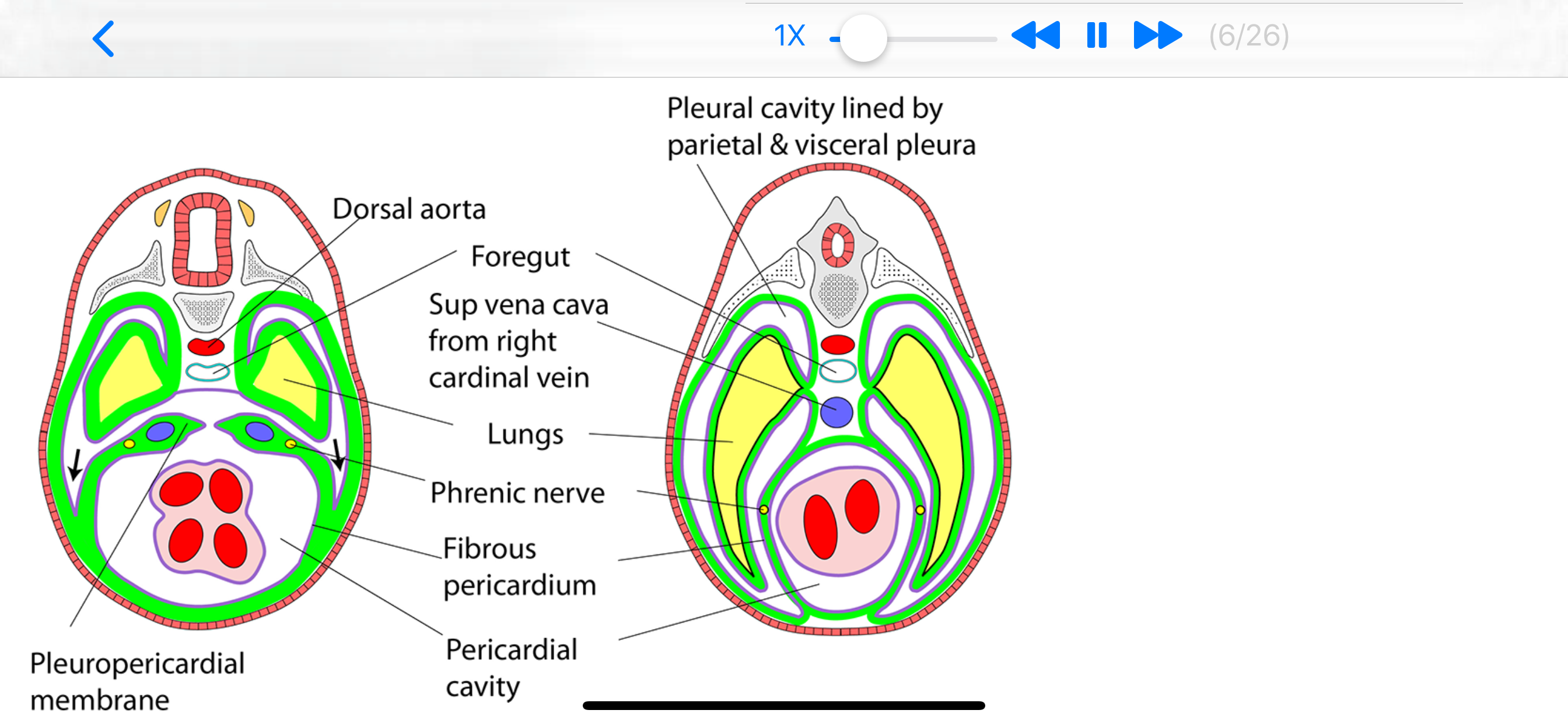 Embryology Lectures screenshot 4