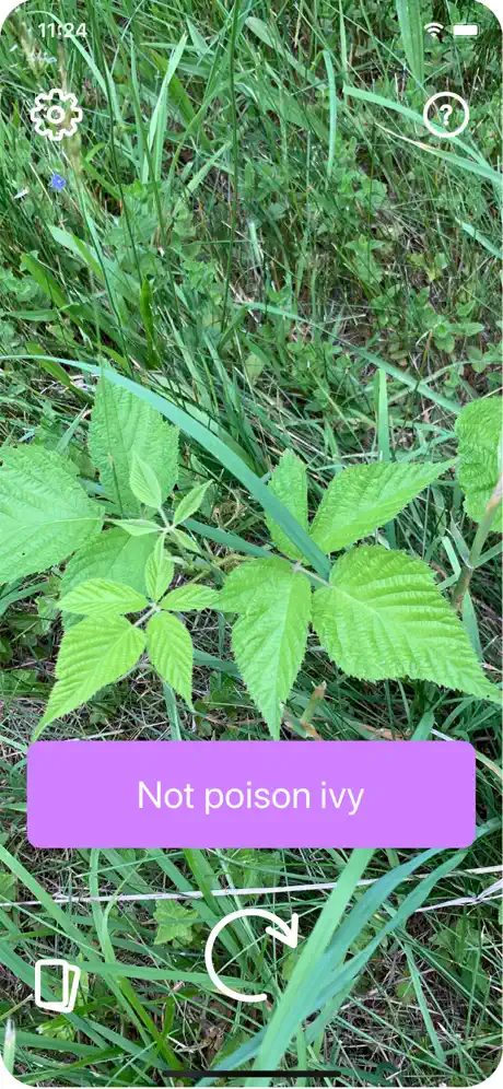 Poison Ivy