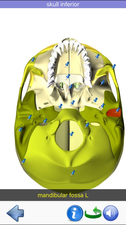 Visual Anatomy screenshot-6