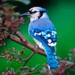 Birds Songs App, ornithology App Cancel