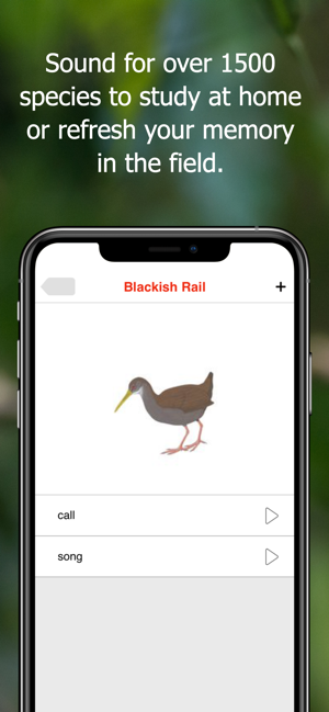 Birds of Ecuador - Field Guide(圖6)-速報App