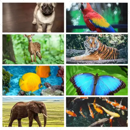 First Animal Sounds App Cheats