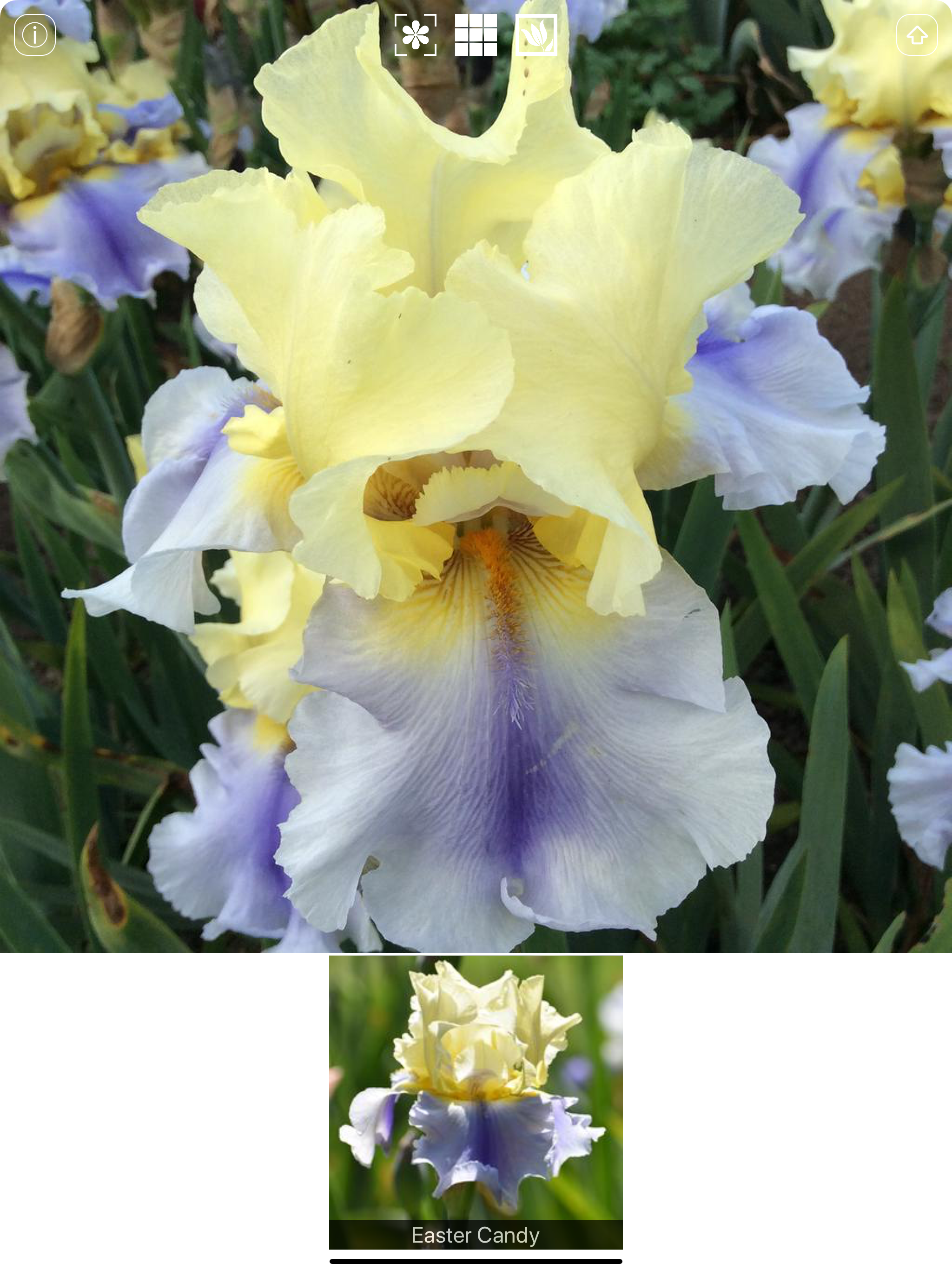 Instant Iris