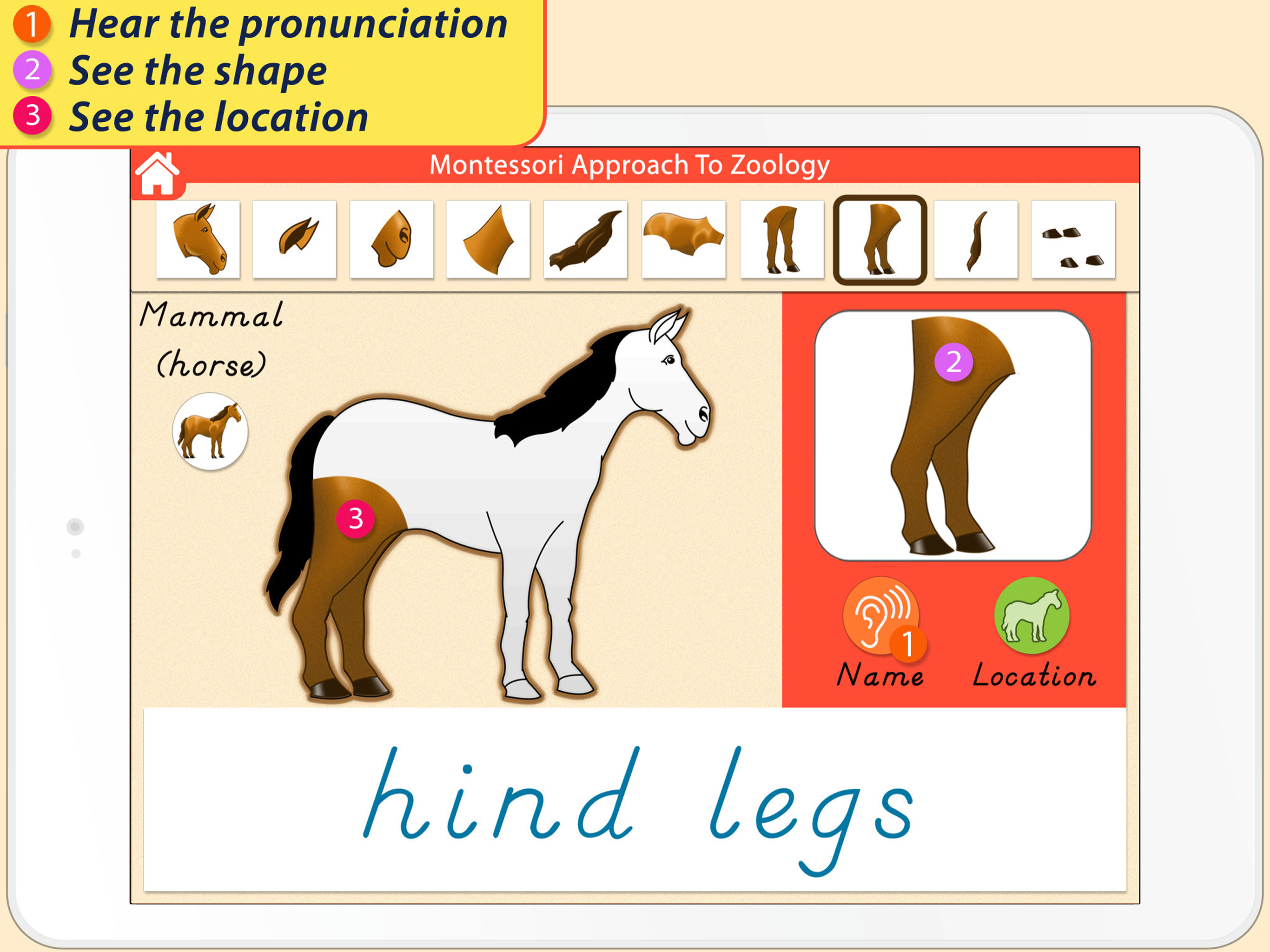 Parts Of Animals - Vertebrates screenshot 9